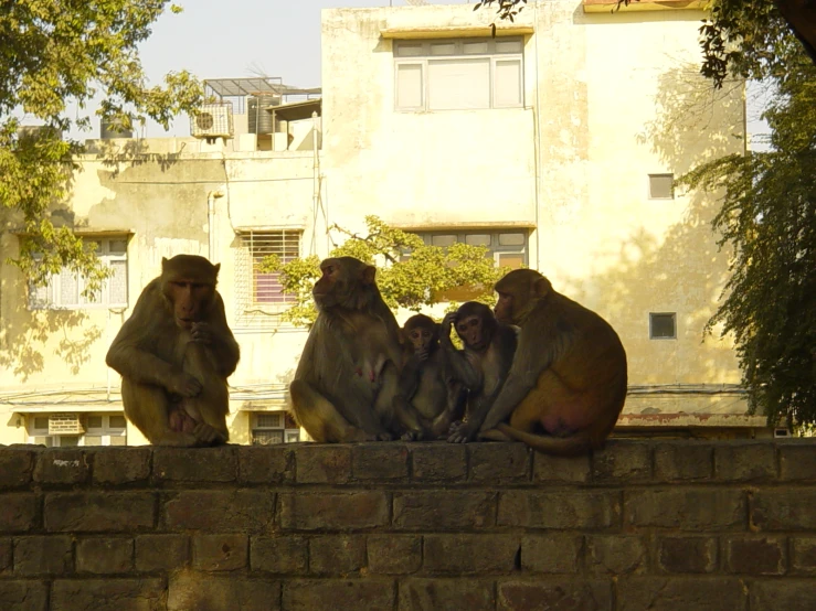three monkeys with two babies sit on top of a wall