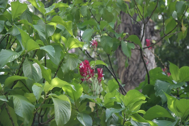 small red flowers are on the nch of the tree