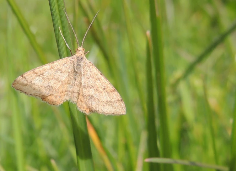 a moth resting on some long grass blades