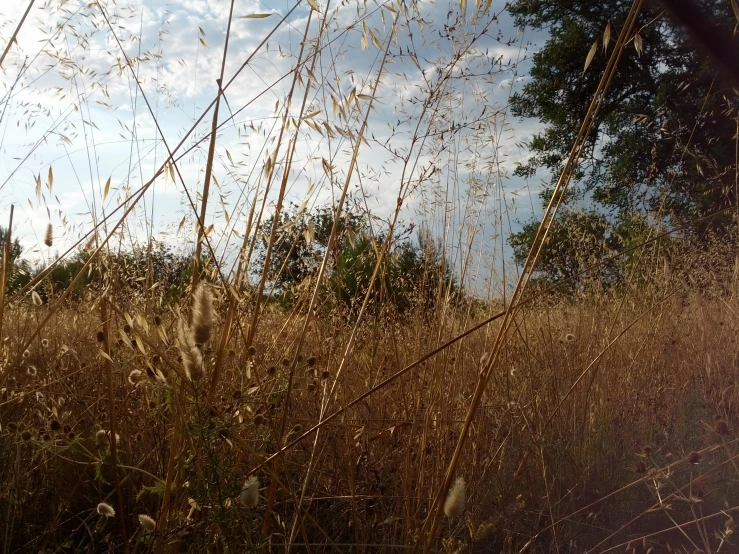 a field with brown grass, trees and white clouds