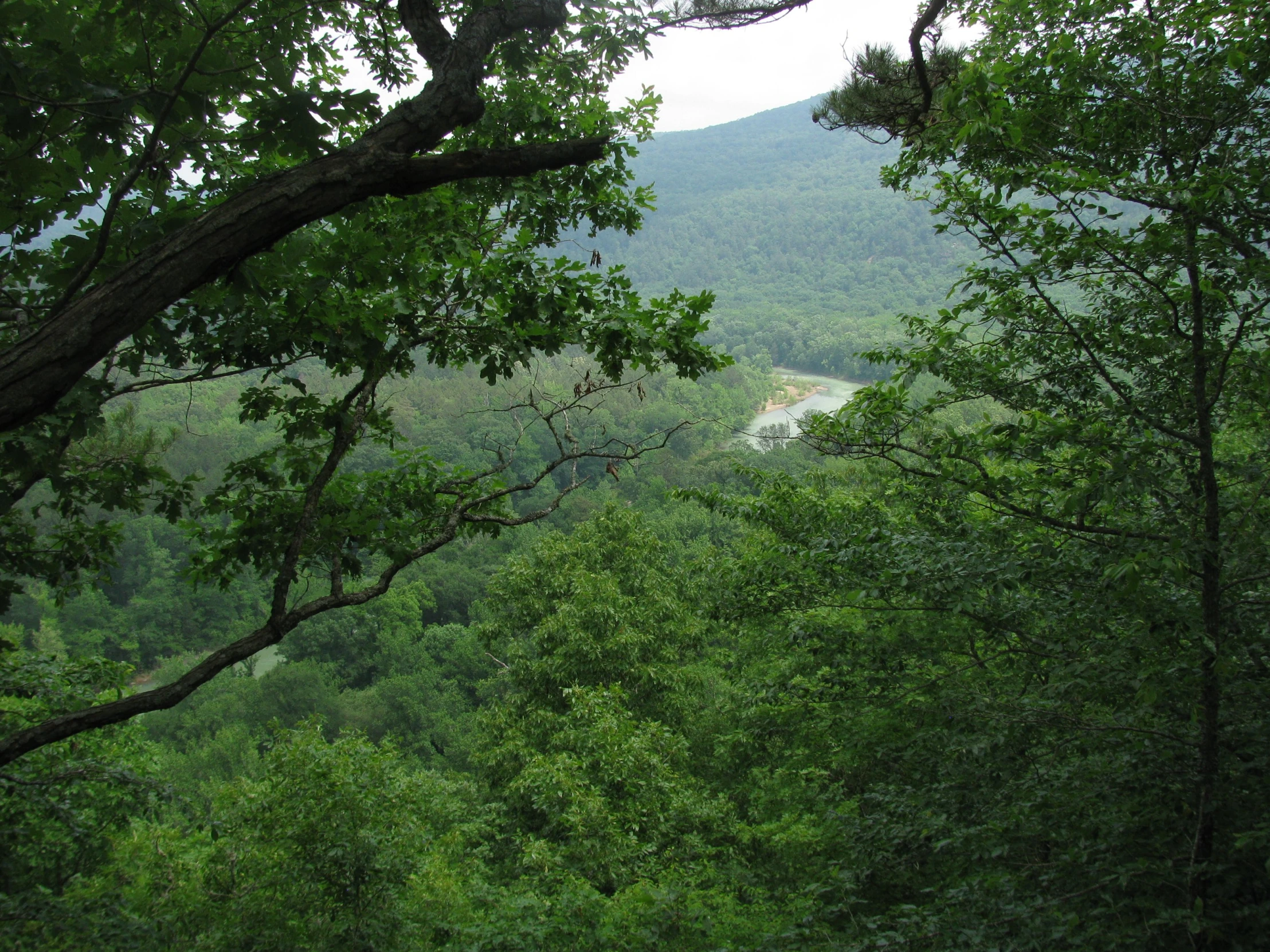 a view of a forest with a white bus on it