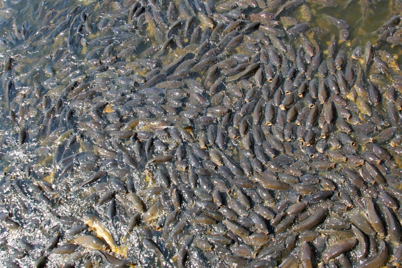 a lot of fish in the water, looking for food