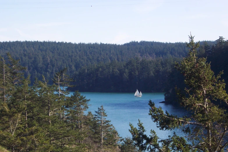 sail boats are sailing on the water near a forested shore