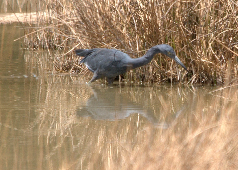 a large bird is wading in shallow water