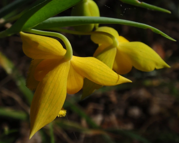 several yellow flowers are blooming on the stems