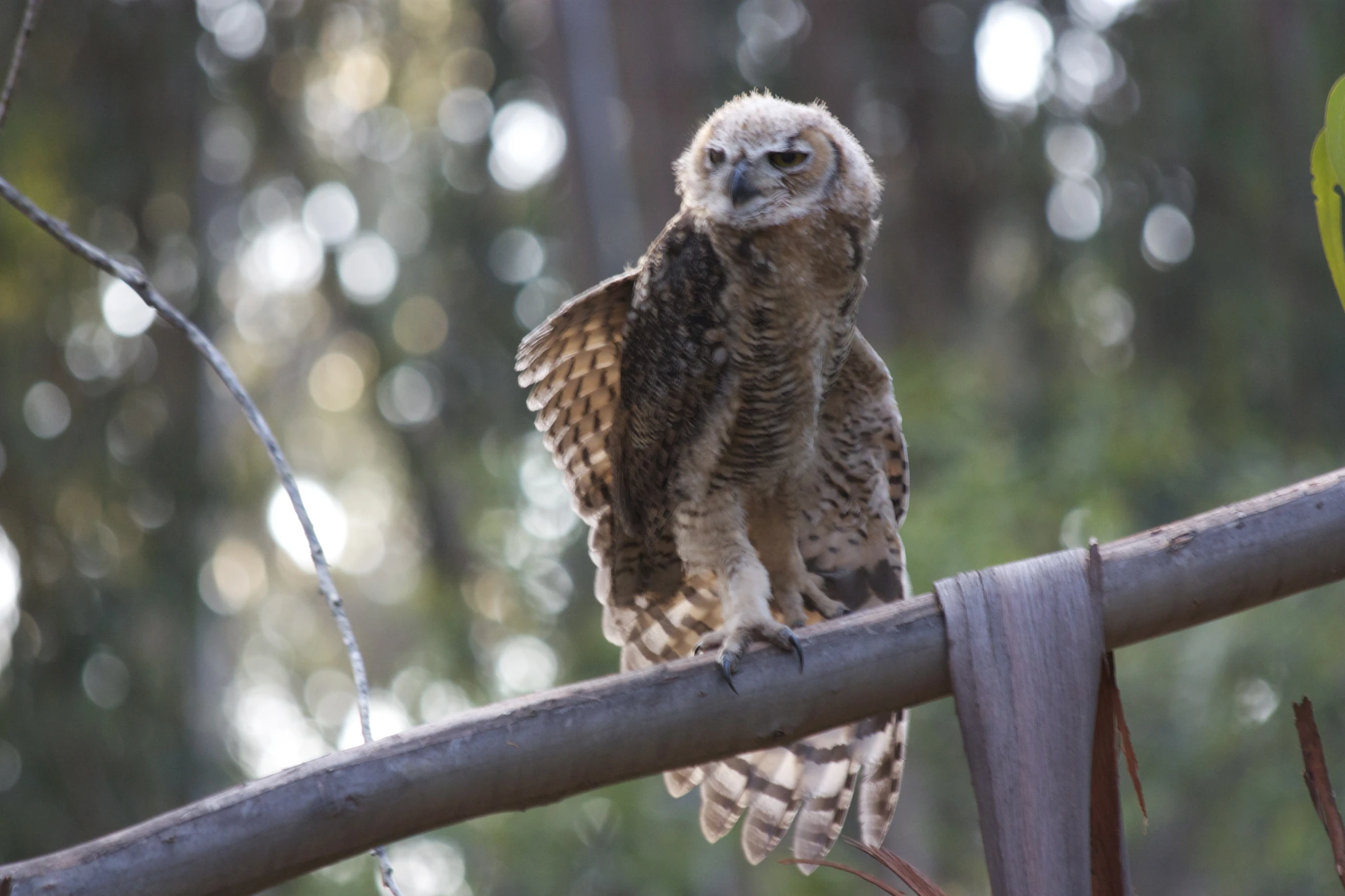 a brown and white owl perched on top of a nch