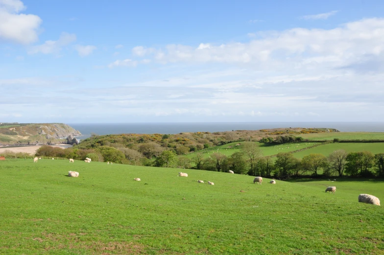 the sheep are grazing on this hill by the ocean