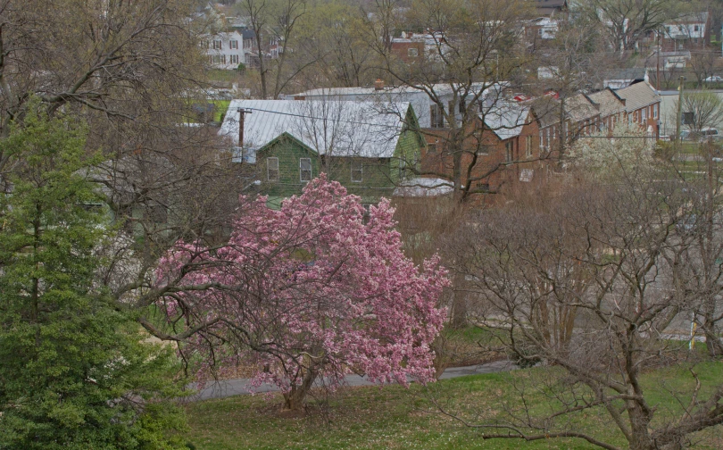 an urban area has pink trees, a small white building, and buildings