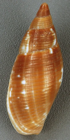 a close up of a shell on a carpet