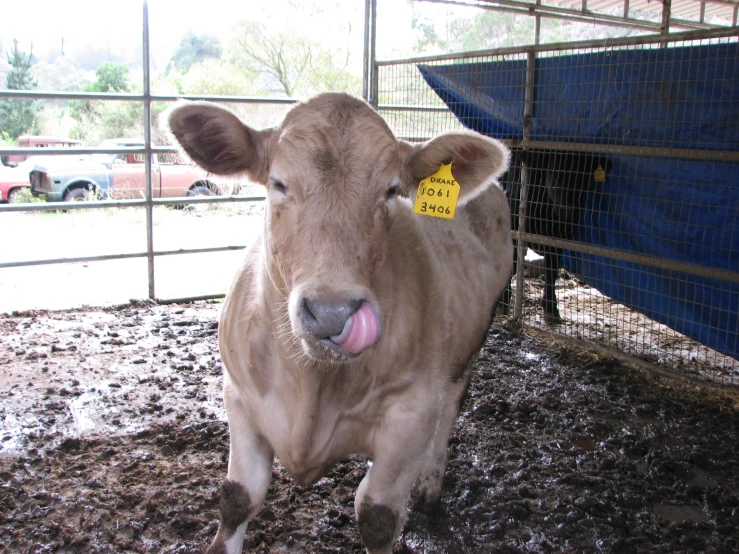 a cow that has his tongue out by the fence