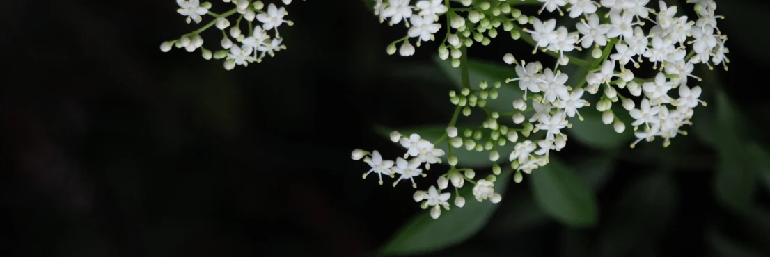 white flowers with green stems with many little tiny petals