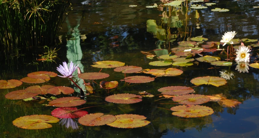 a couple of white water lilies floating on top of a lake