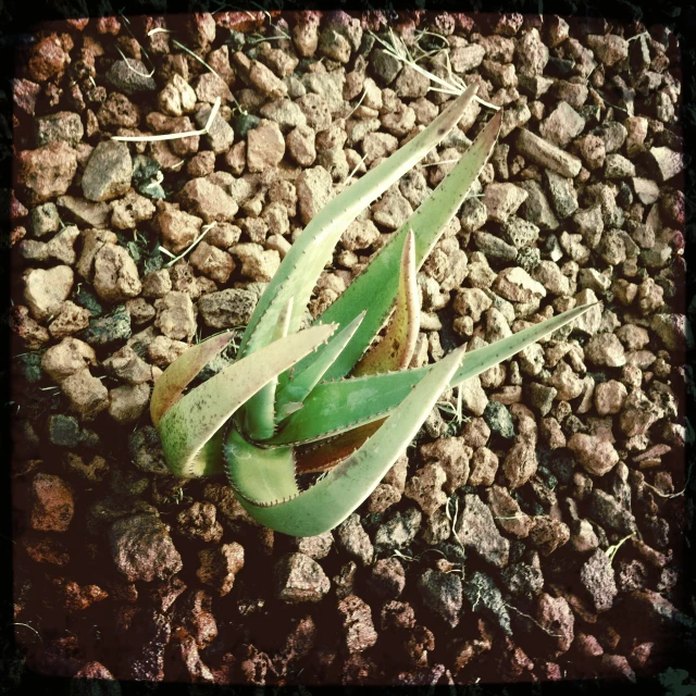 an open sprout sits in a gravel ground