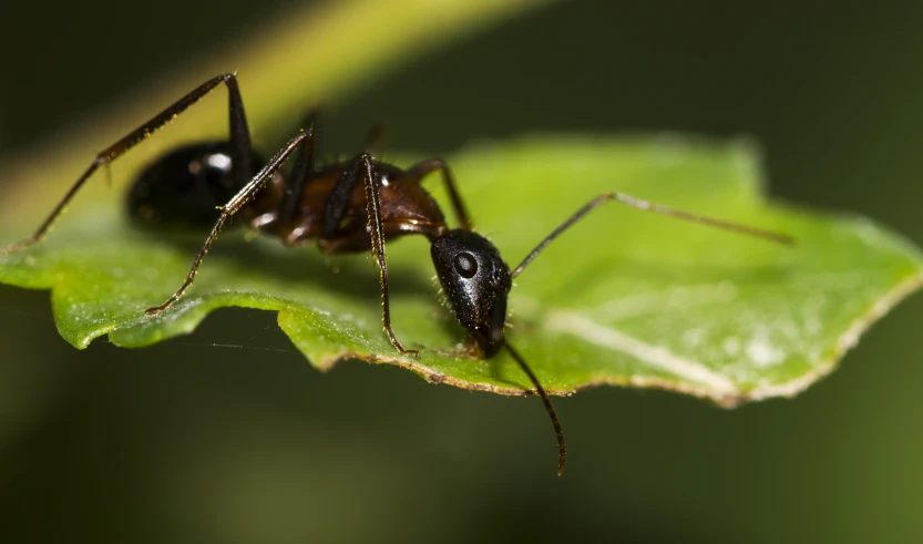 there is a bug with two black wings sitting on top of a green leaf