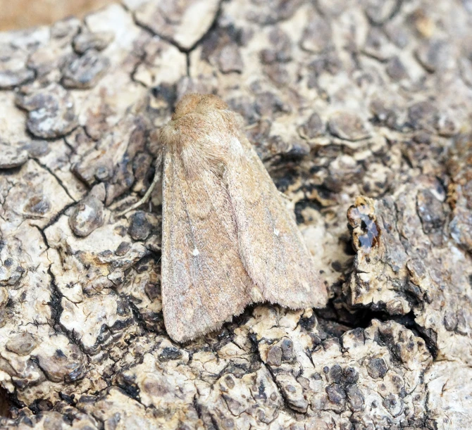 small brown moth crawling on bark in open area