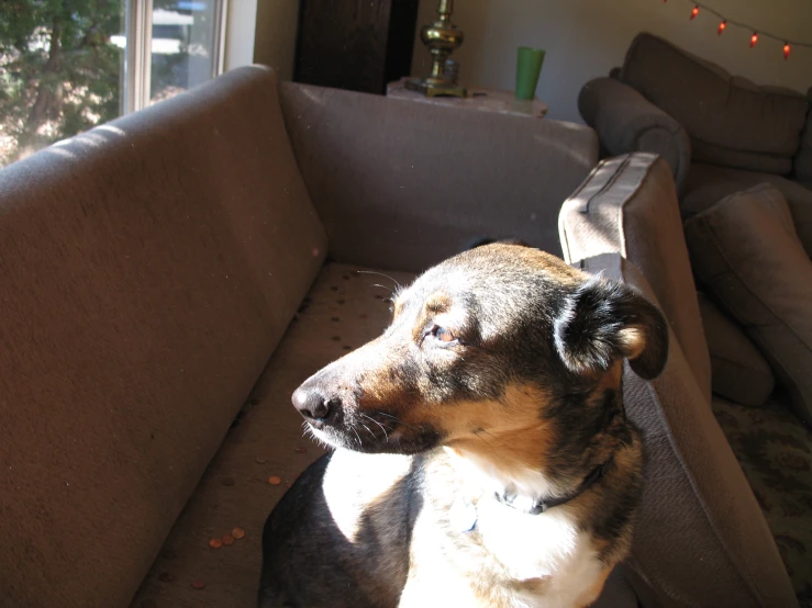 a brown dog sits on the back of the couch