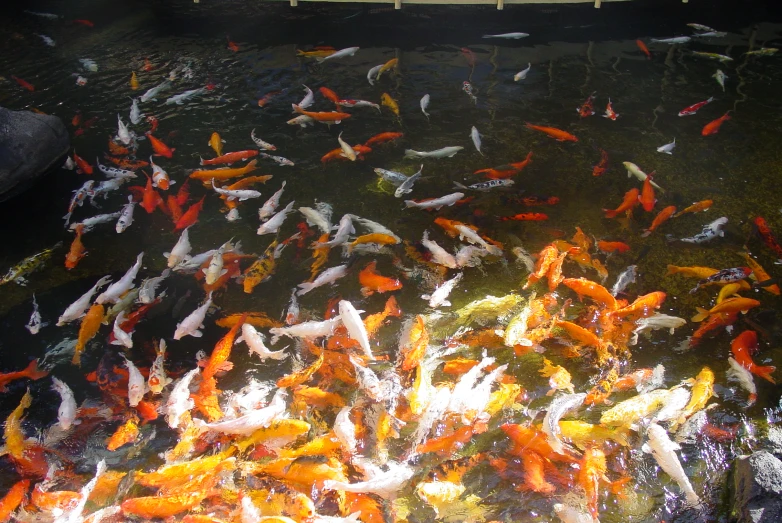 a lot of colorful koi fish are in the pond