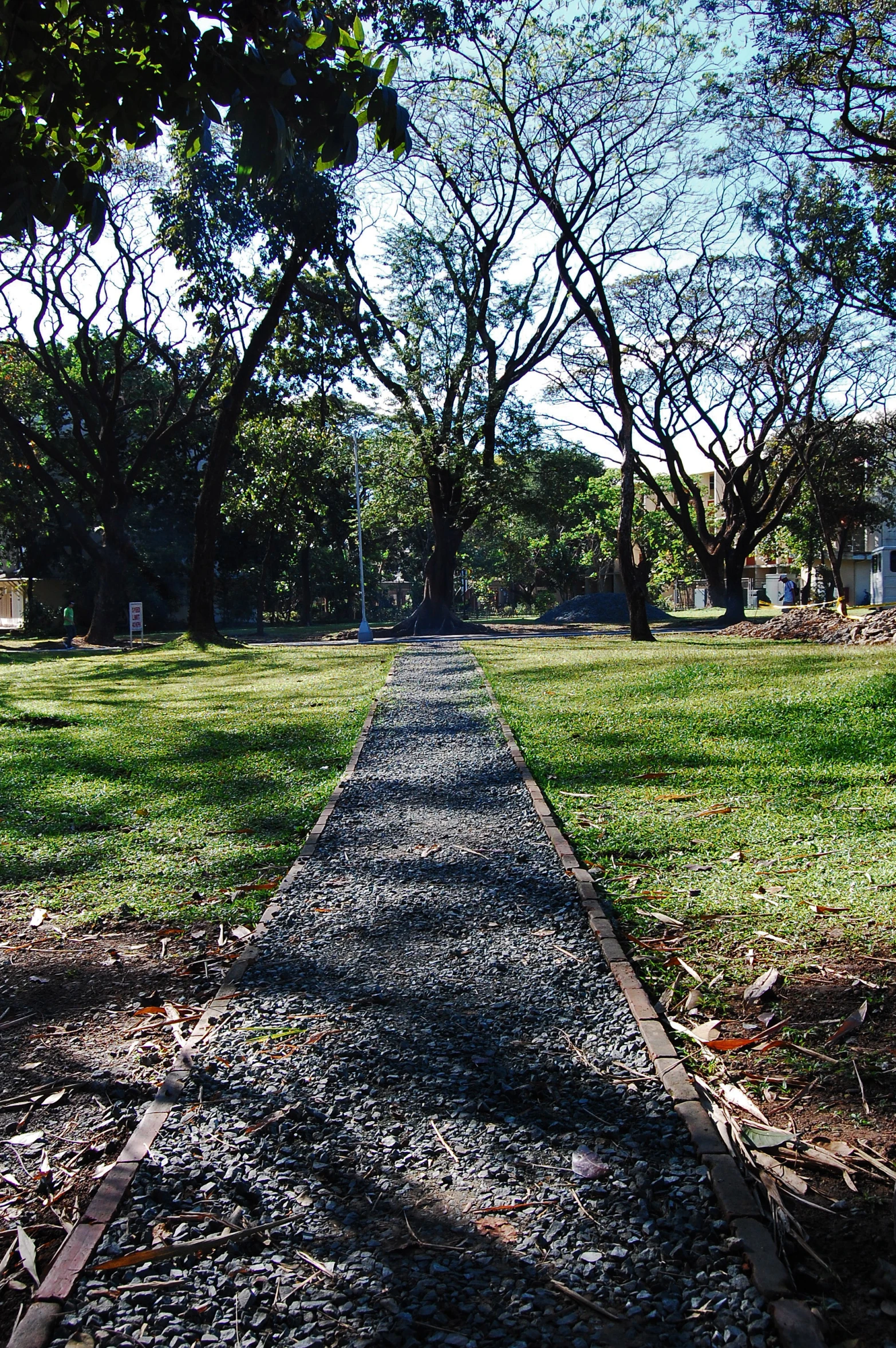 a narrow road is flanked by large trees