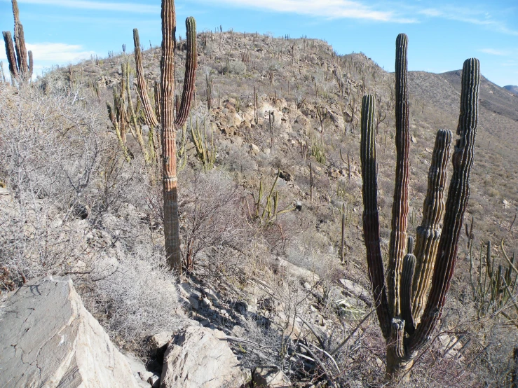 several cactus trees on a mountainous hill side