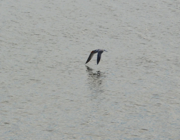 a large black bird is flying over the water