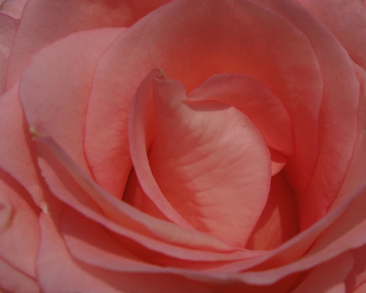 closeup of a light pink rose with one petals in the middle