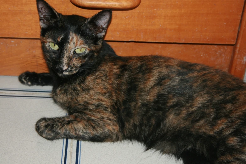 a cat laying down on a tile floor