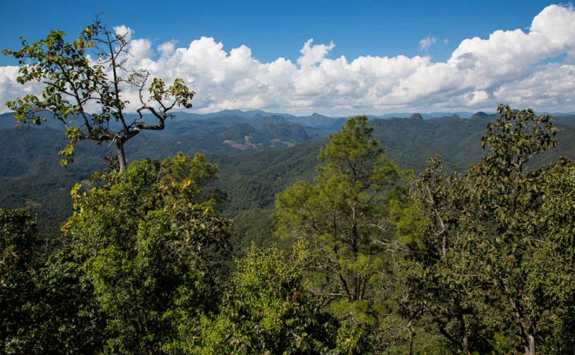 the view of a green forest from a high hilltop