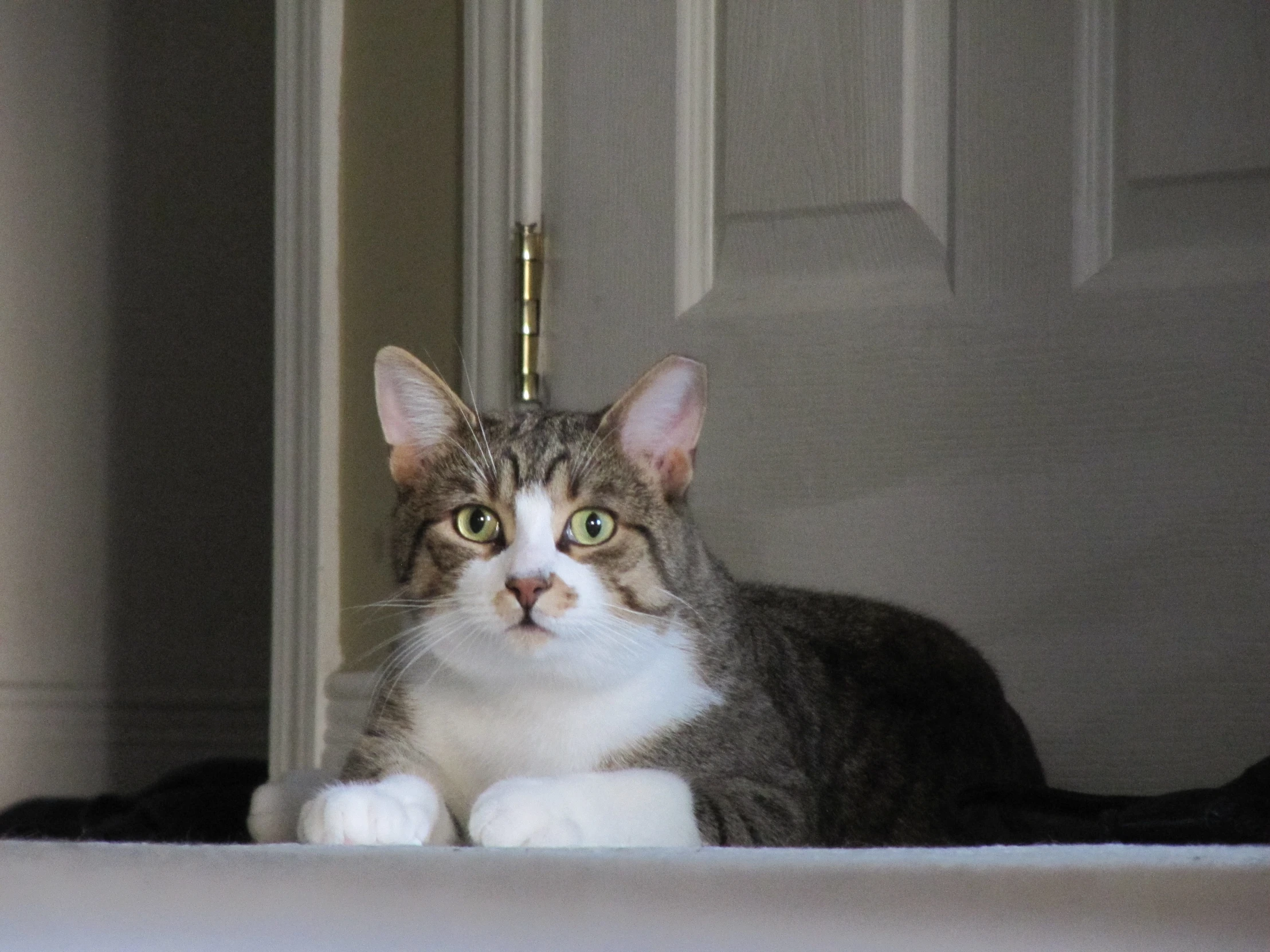 a cat sitting next to a closed door