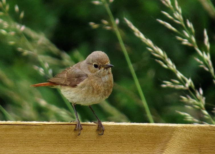 a small bird sits on top of a wooden rail