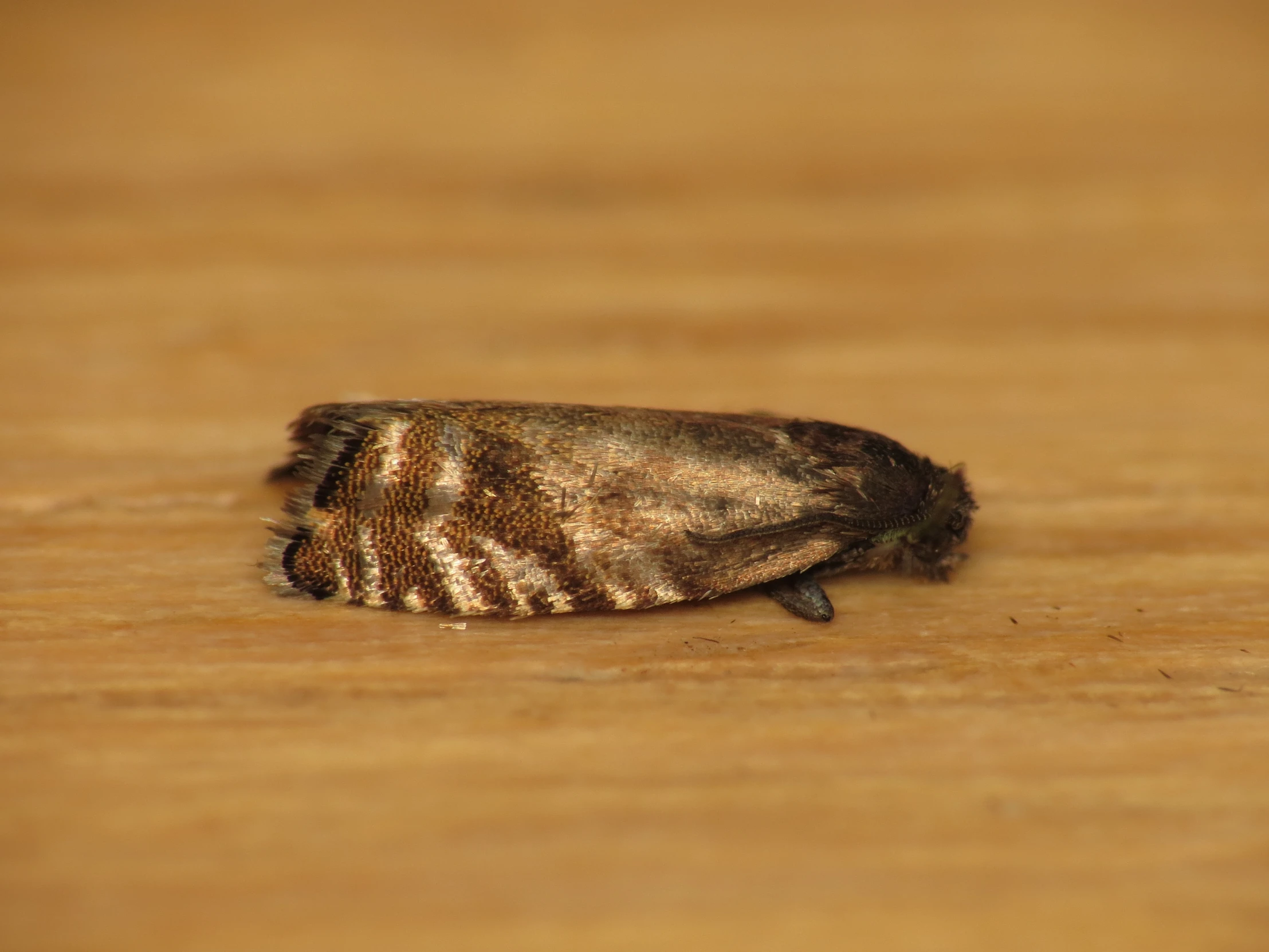 a brown bug that is laying on the wood floor