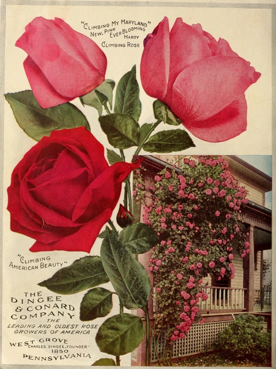 the flowers and leaves in this old advertit are pink