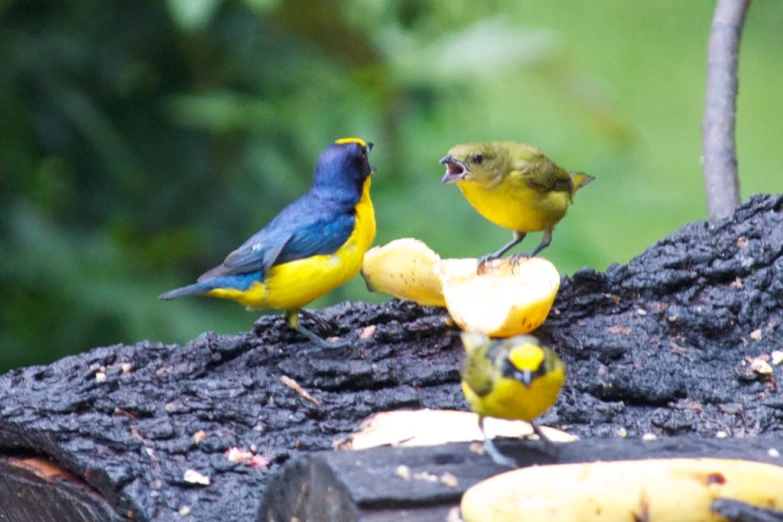 the yellow and blue birds are eating at the table