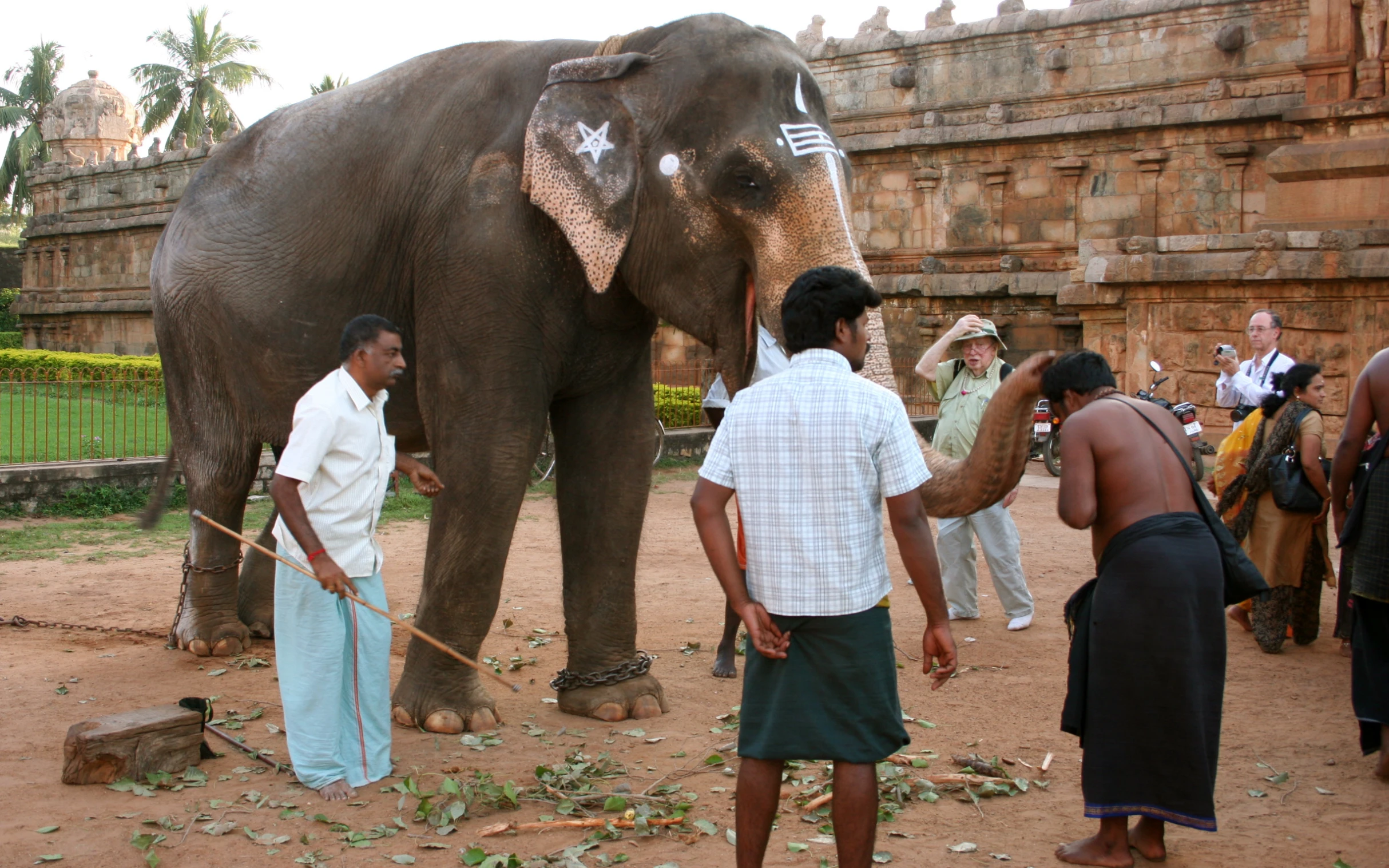 some people taking pictures and a man standing in front of an elephant