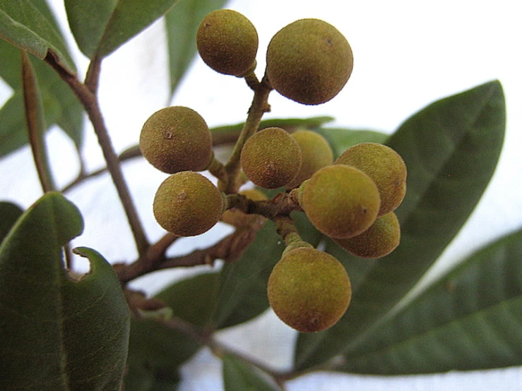 nuts are still growing on a tree nch