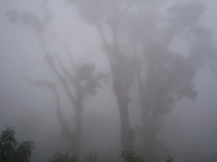 two pine trees are silhouetted against a foggy sky