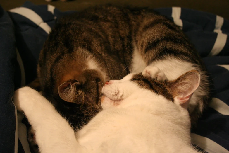 the cat and the dog are both lying together on a blue blanket