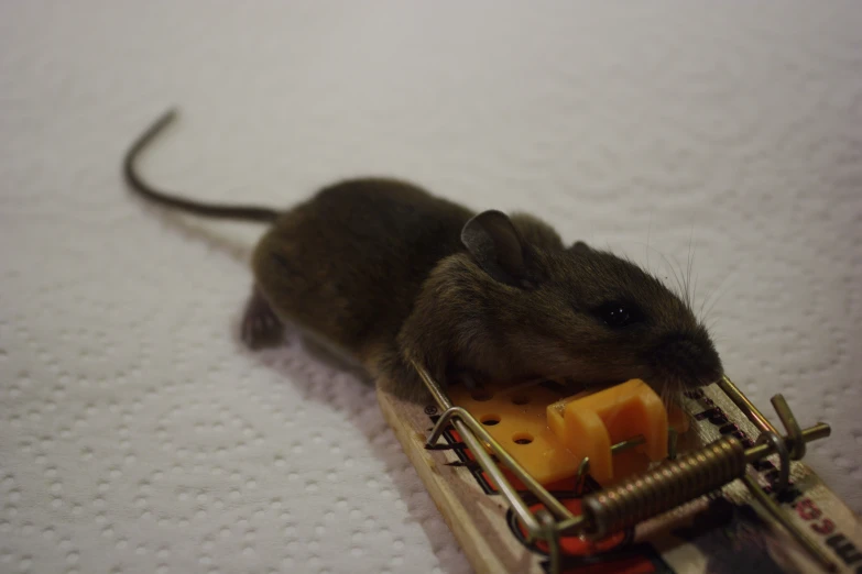 a mouse and cheese in a mouse trap