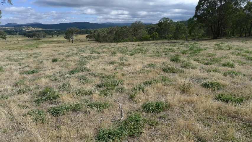 a vacant field that is full of plants and trees