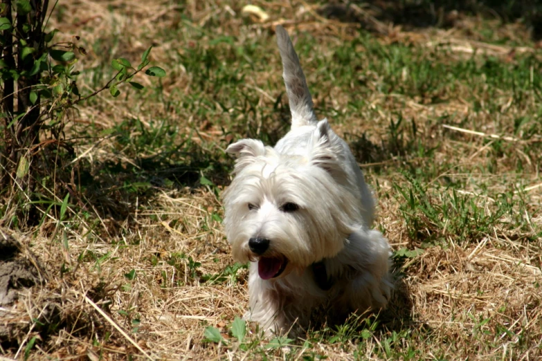 a small white dog is sitting on the grass
