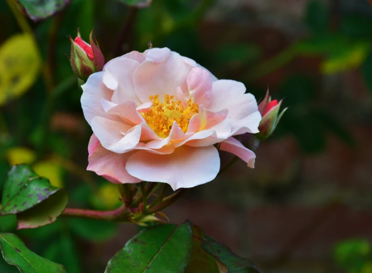 a pink flower with green leaves on it