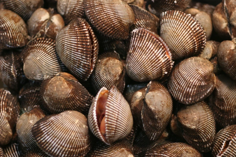 an image of a bunch of sea shells