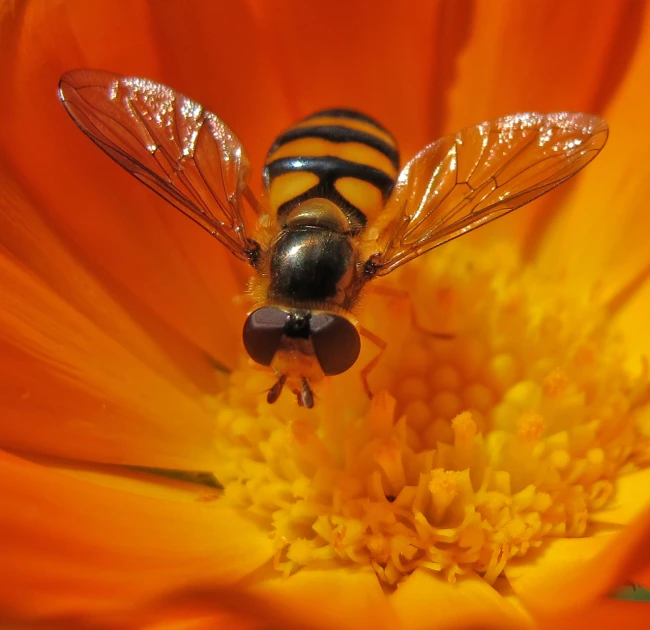 a couple of bees are on top of an orange flower