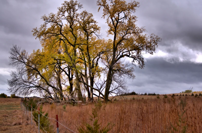 a field with a fence and tree on the side