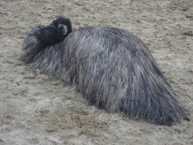 a black animal with gray hair standing on some dirt