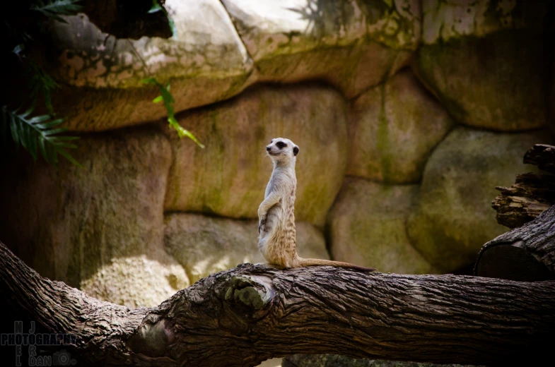 a meerkat stands on a tree nch in an exhibit