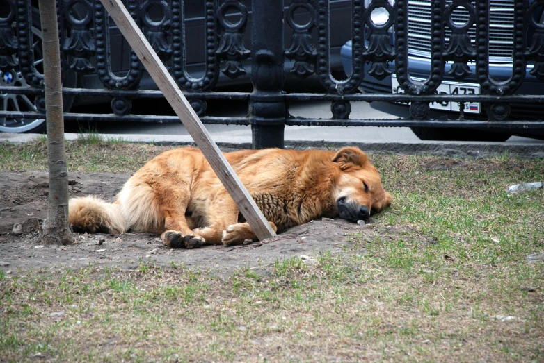 a large dog is laying on the ground under a pole