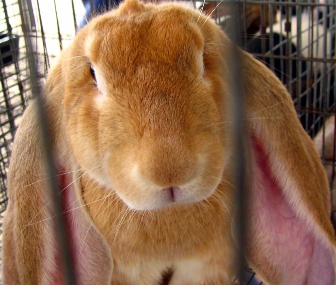 brown rabbit with large ears and large ears