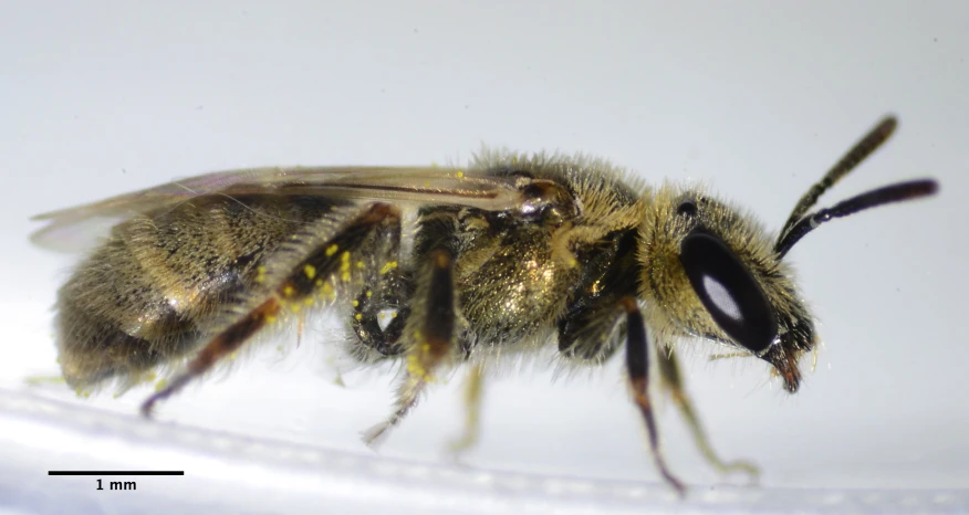 a close up of the face and body of a bee