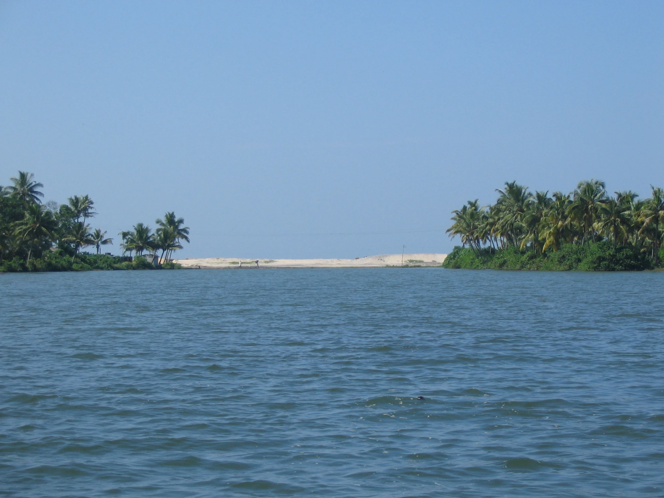 the view of some trees from a boat