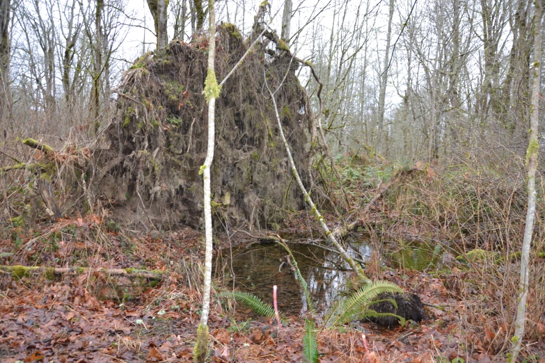 the grass and trees are covered by a small rock